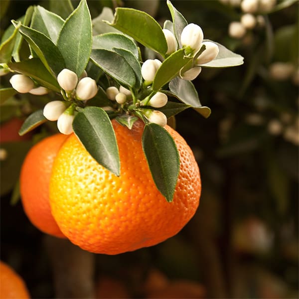 تصویر 4 از قیمت خرید نارنج + فروش ویژه